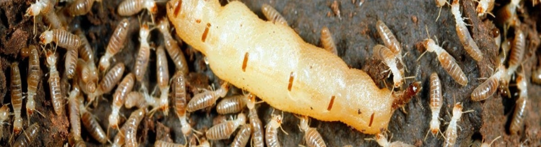 DESCUPINIZAÇÃO EM SP 24 HORAS