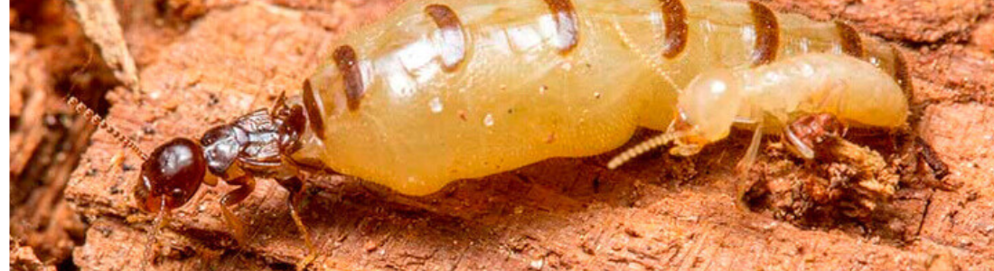 DESCUPINIZAÇÃO SUBTERRANEO  EM   SP  24 HORAS