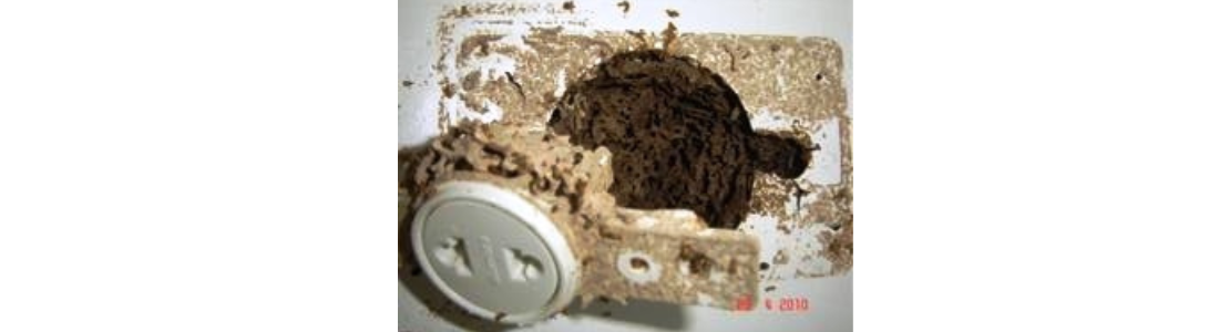 CUPINS NO CANDUITE 24 HORAS