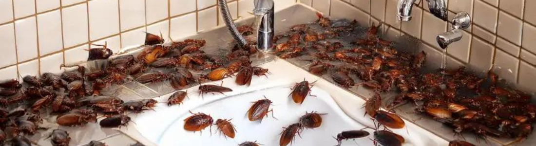 INFESTAÇÃO DE BARATAS NO VERÃO 24 HORAS