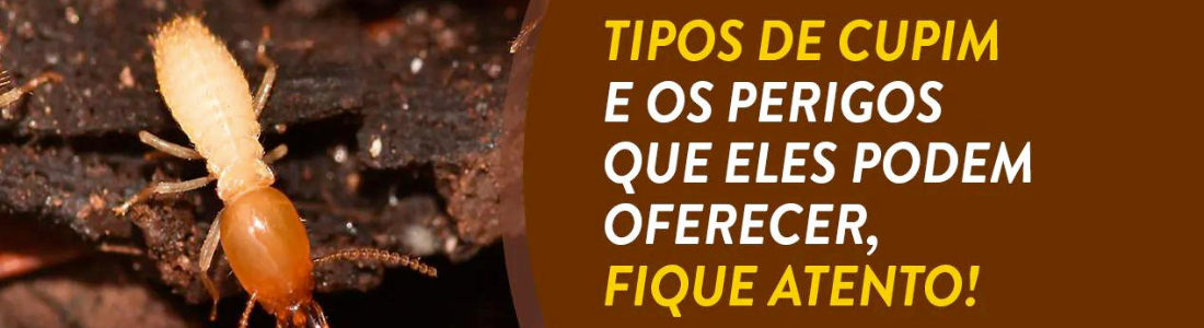 Cupins na zona leste 24 HORAS