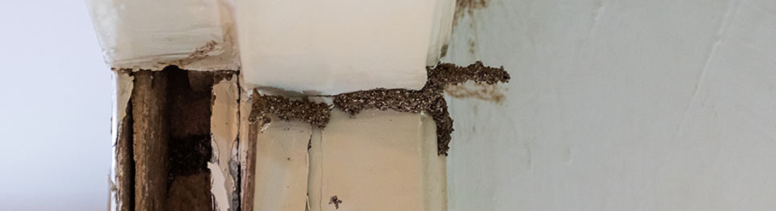 São Paulo Livre de Cupins: Descupinização Especializada para Sua Casa ou Empresa 24 HORAS