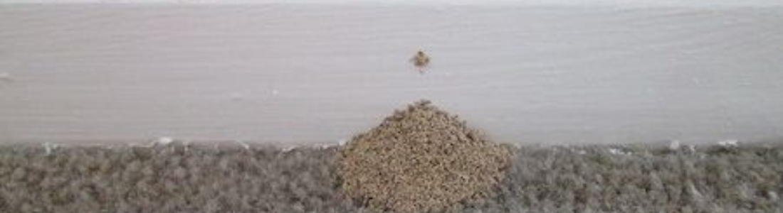 Ameaça Subterrânea: Soluções Rápidas Contra o Cupim de Solo 24 HORAS