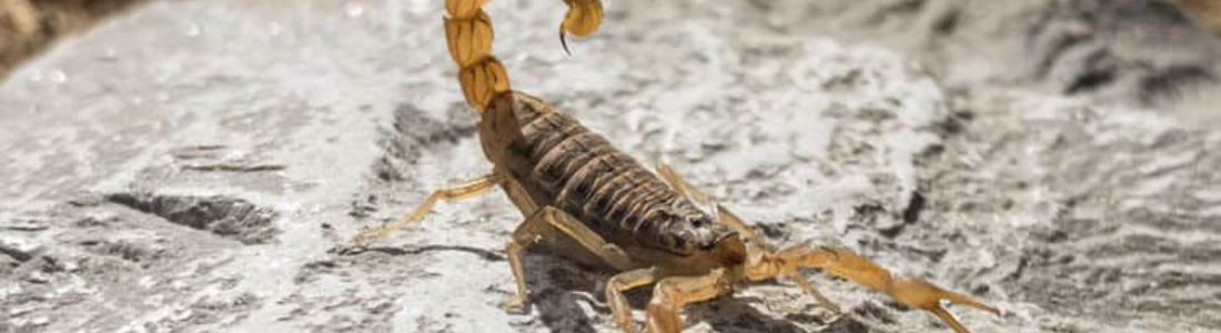 Ameaça Silenciosa: Escorpiões e Como Proteger Seu Espaço 24 HORAS