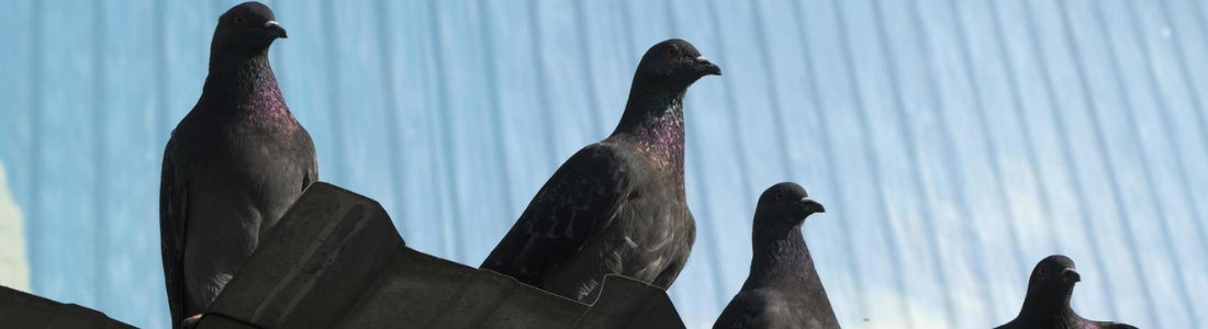 Controle de Pombos Empresarial 24 HORAS