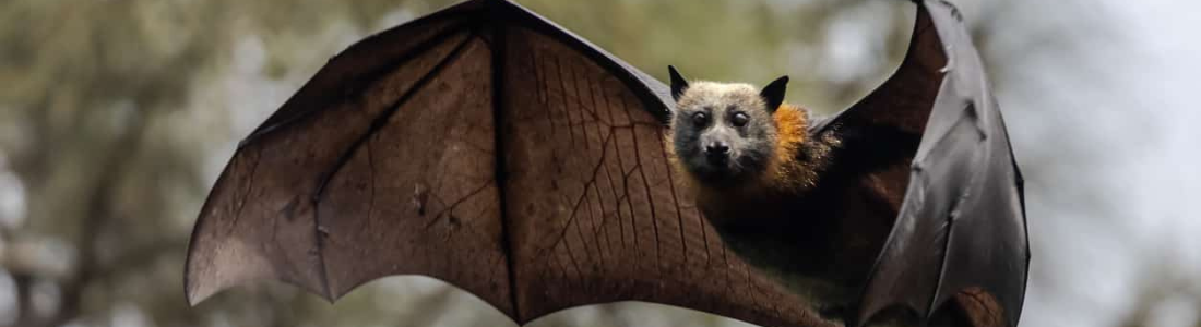 Morcegos na Grande Sao Paulo 24 HORAS