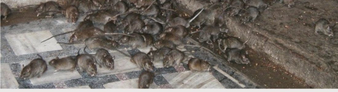 Como fazer a dedetização para Ratos ? 24 HORAS