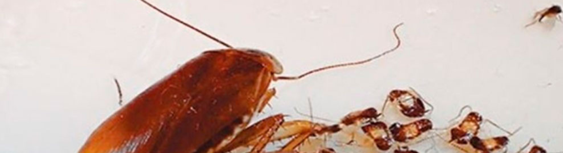 Infestação de Baratas ? Nós Resolvemos  24 HORAS