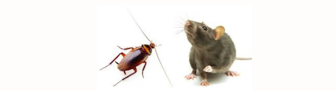 Elimine Baratas e Ratos com Dedetização Profissional 24 HORAS