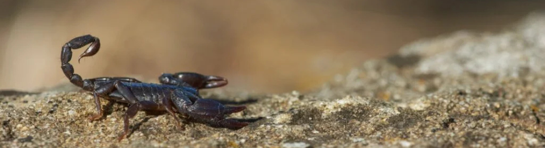 Dedetização de Escorpiões: Segurança para Sua Família 24 HORAS