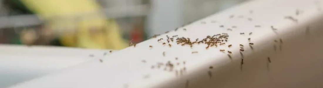 Formigas na Cozinha? Dedetização Profissional para Eliminar o Problema 24 HORAS
