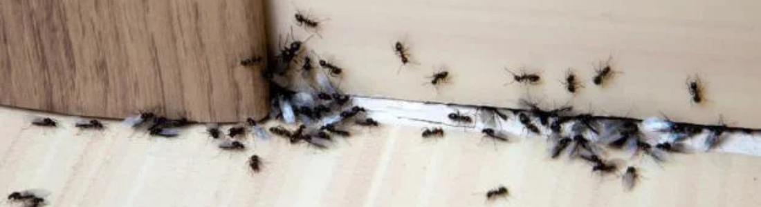 Dedetização de Formigas em São Bernardo do Campo 24 HORAS