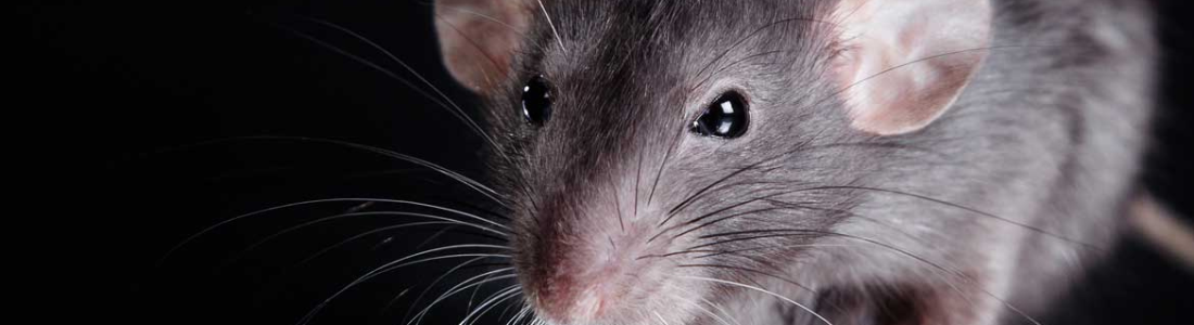 Controle de Roedores Em Santo André  24 HORAS