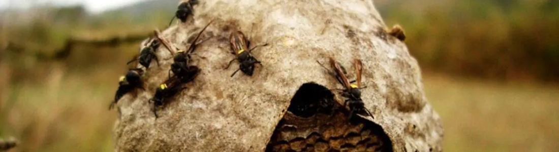 Empresa especializa em retirada de Marimbondos  24 HORAS