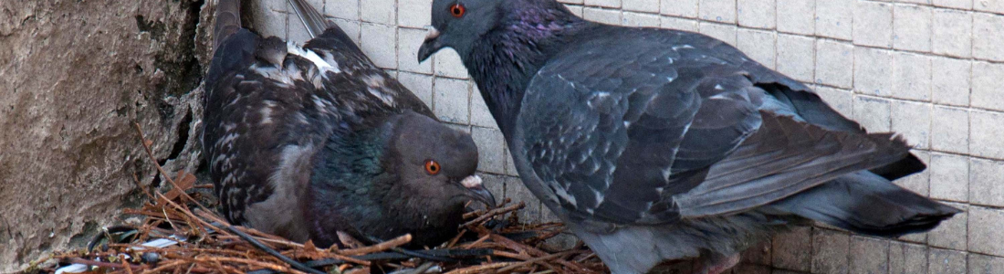 Pombos fazendo ninho em baixo de Telhado 24 HORAS