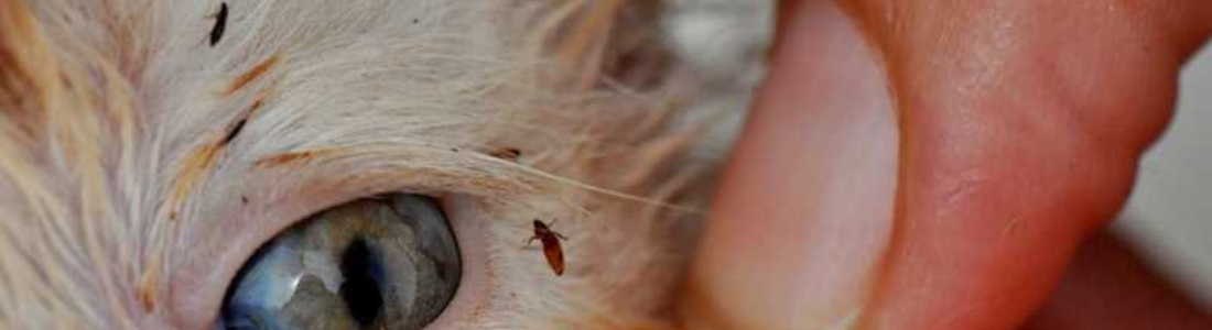 Animais de estimação com Pulgas em São Paulo 24 HORAS