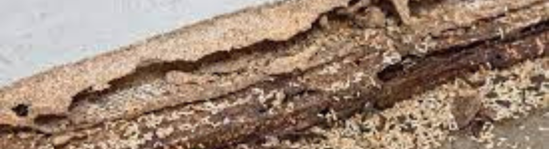 Descupinização de Portas em São Bernardo do Campo  24 HORAS