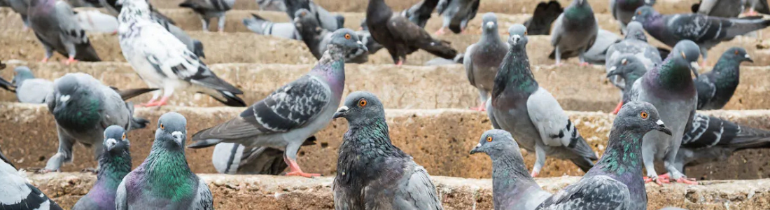 Problemas com Pombos ? Nos temos a Solução definitica ! 24 HORAS