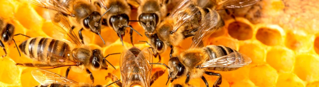 Retirada  de Abelhas em São Paulo  24 HORAS