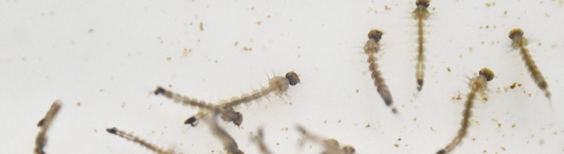 Larvas de Aedes aegypti como eliminar 24 HORAS