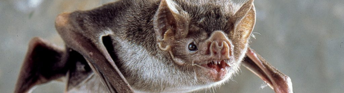 Morcegos em Santo André 24 HORAS