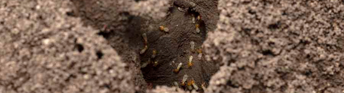 Dedetizadora de cupim de solo em Santo André 24 HORAS