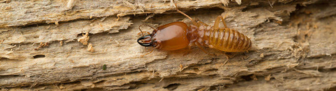 Adeus Cupins! Forro do Telhado Seguro com Descupinização Profissional 24 HORAS