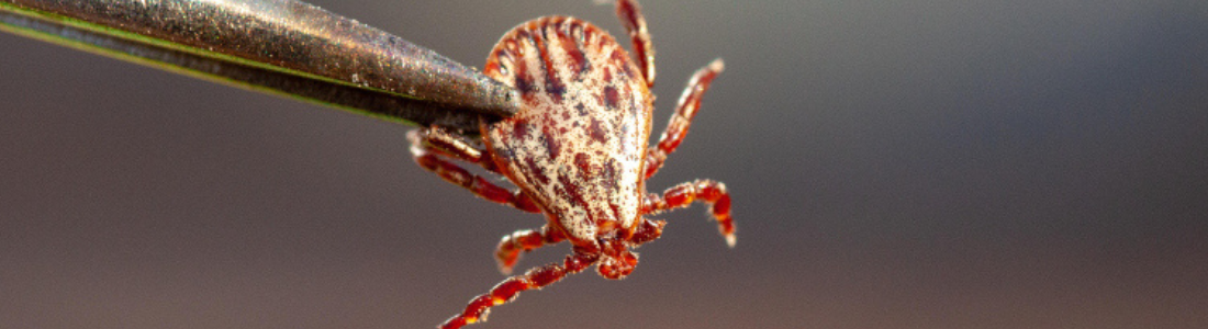 Controle de Carrapatos em Santo André: Proteção para Sua Família 24 HORAS