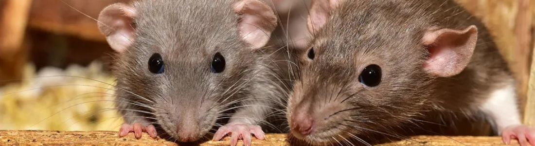 Controle-de-Roedores-em-Diadema 24 HORAS