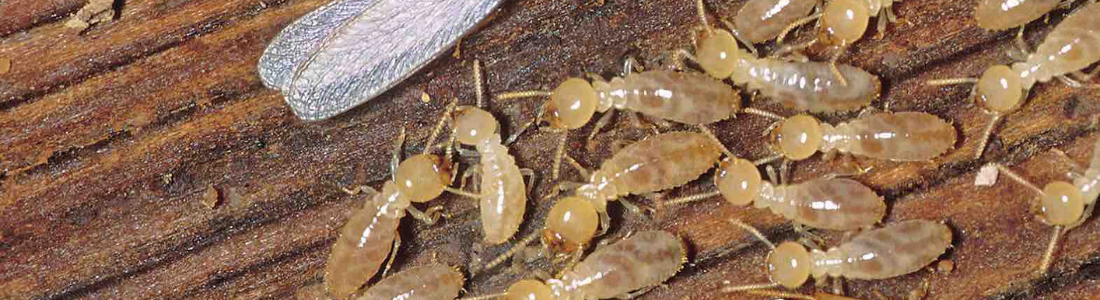 Descupinização de solo Residencial em Santo André 24 HORAS