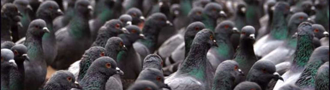 Manejo de aves: Pombos em São Paulo 24 HORAS