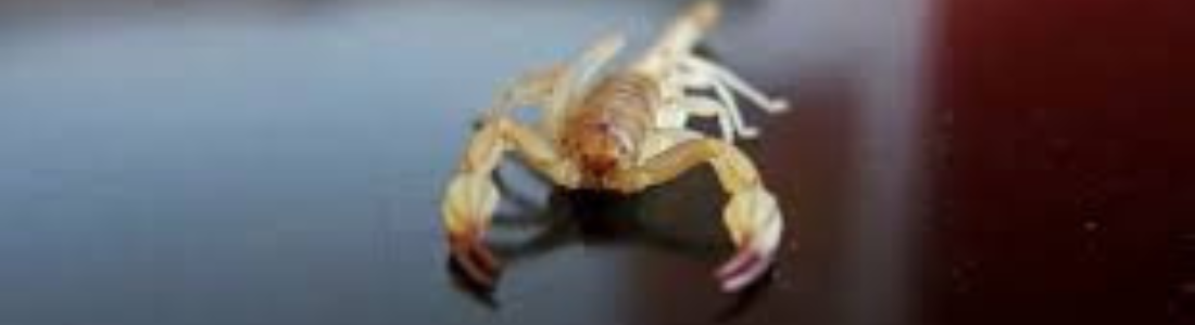 Dedetização anti Escorpião  24 HORAS