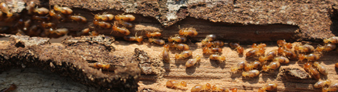 Descupinização de solo! Como acabar com os cupins 24 HORAS