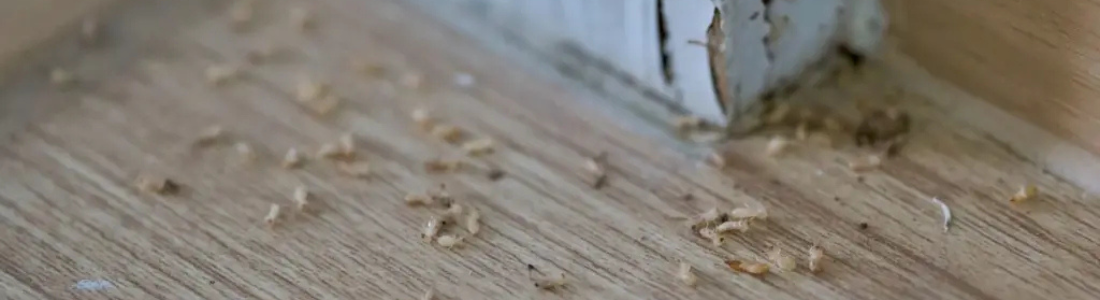 Cupin no madeiramento da porta 24 HORAS