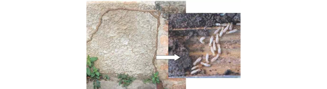 Descupinização de solo em Condominio 24 HORAS