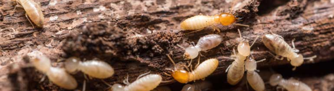 Descupinização Residencial em Jabaquara 24 HORAS