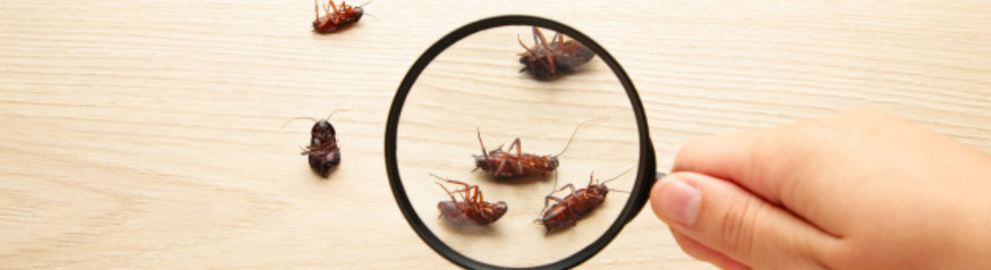 Dedetização Blatella Germanica  24 HORAS