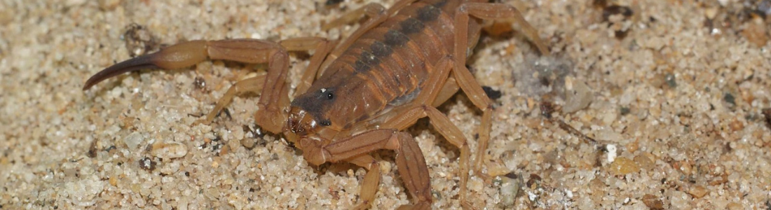 Empresa que faz dedetização de Escorpião  24 HORAS