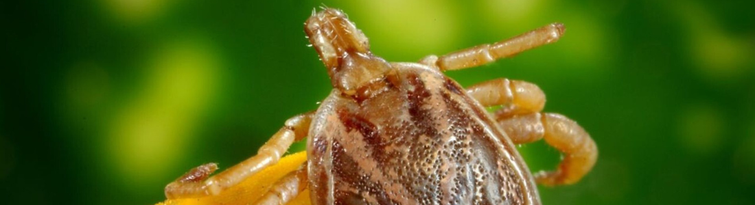 Dedetização de carrapatos residencial 24 HORAS