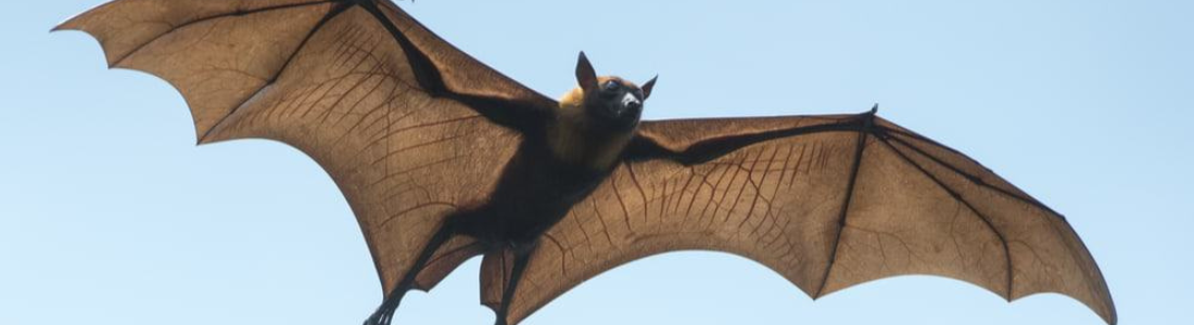 Manejo de Morcegos no Interior de São Paulo  24 HORAS