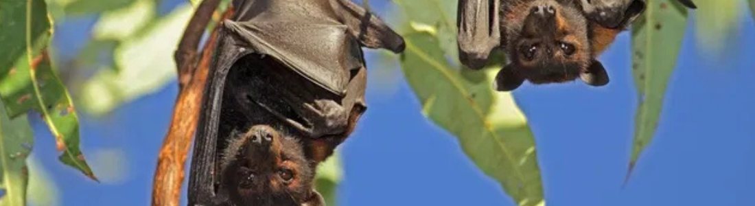 Morcegos em telhado residencia 24 HORAS