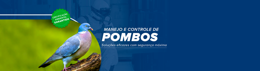 Piolhos de Pombos 24 HORAS