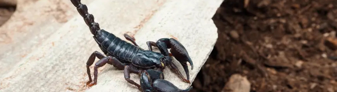 Dedetização de Escorpião urgencia 24 HORAS