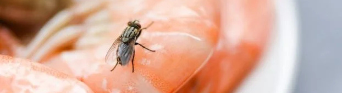 Dedetização para Moscas em Lanchonetes 24 HORAS