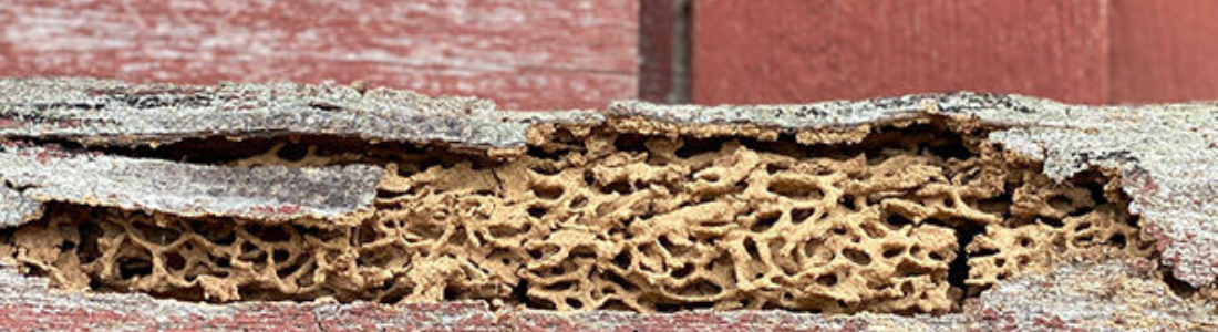 Descupinização em Janelas em São Bernardo do campo 24 HORAS
