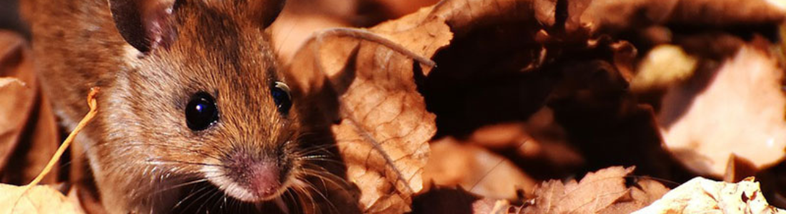 Ratos de Telhado, como se livrar ?  24 HORAS