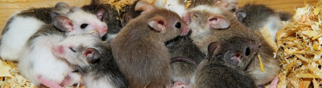 Dedetização de Roedores no Interior 24 HORAS