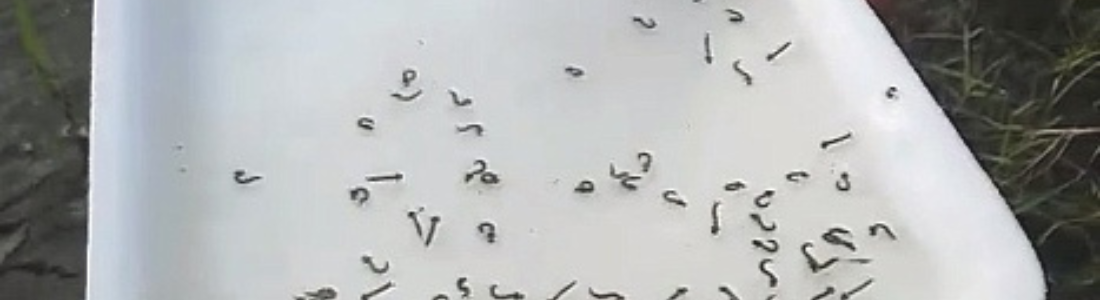 Larvas de dengue em São Paulo 24 HORAS