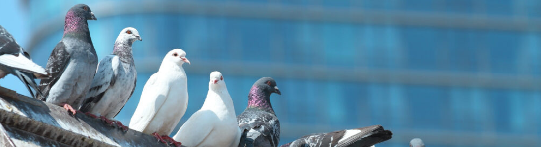 Pombos no Telhado em residencias em São Bernardo do Campo 24 HORAS
