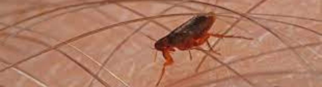 Dedetização para pulgas em São Bernardo do Campo 24 HORAS